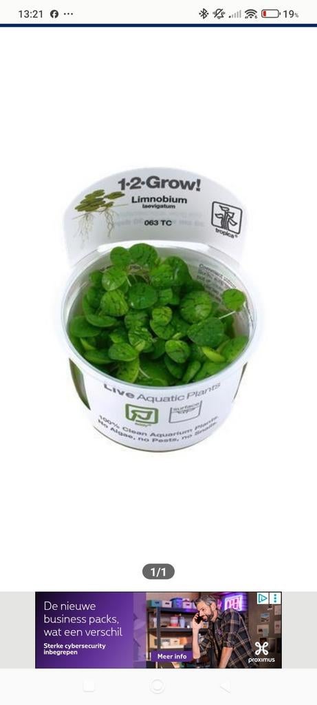 Zoek limnobium laevigatum aquariumplantjes., Dieren en Toebehoren, Ophalen, Zo goed als nieuw, Plant(en), Steen of Hout