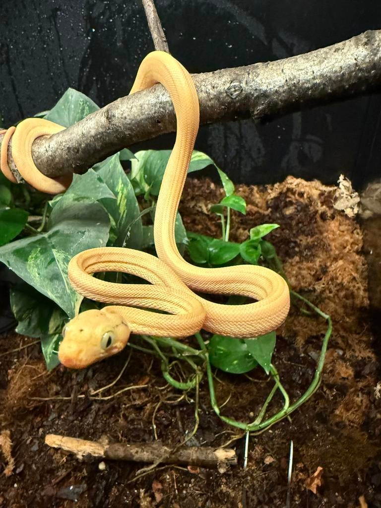 Corallus Hortulanus CB250101 05, Animaux & Accessoires, Reptiles & Amphibiens, Serpent, 0 à 2 ans