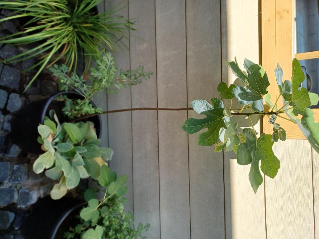 Une figue pour notre climat., Plein soleil, Été, Enlèvement, Plantes fruitières