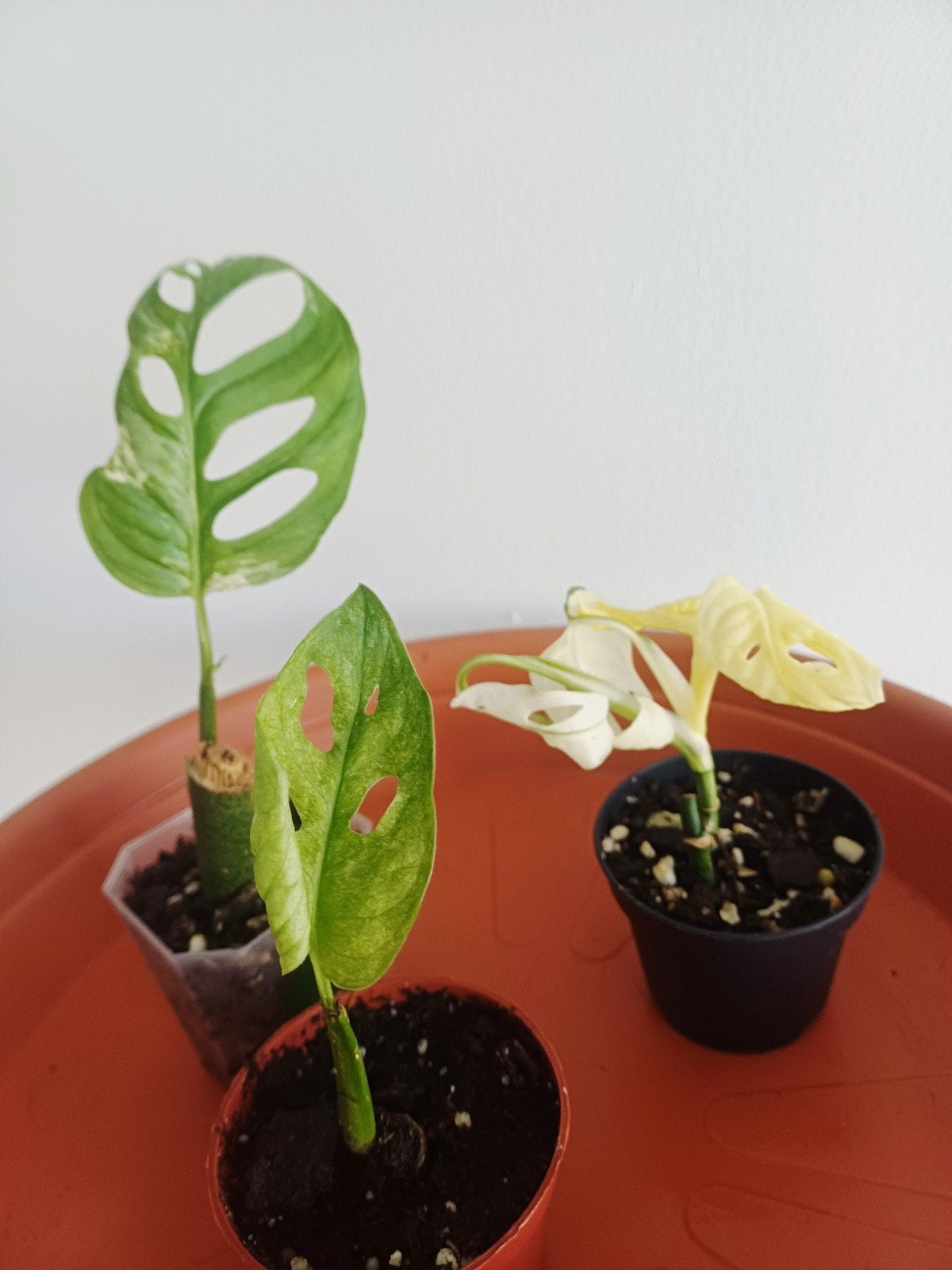 Set van 3 Monstera Adansonii variegata, Huis en Inrichting, Kamerplanten, Overige soorten, Minder dan 100 cm, Groene kamerplant