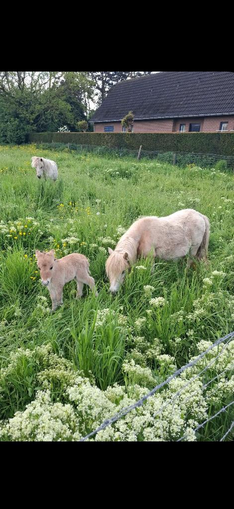 Jument shetland et poulain, Dieren en Toebehoren, Pony's, Merrie, Gechipt