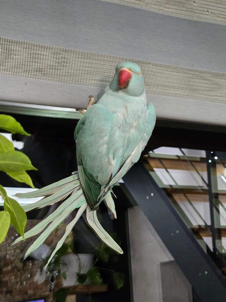 aleksandretta, Femelle, Perruche, Bagué