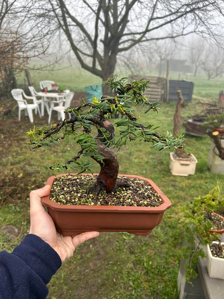 Bonsai taxus, Tuin en Terras, Planten | Bomen, Ophalen