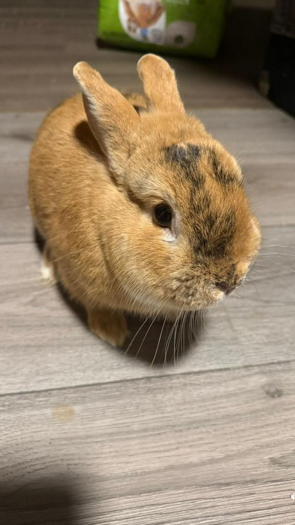 Dwerg mix konijn, Dieren en Toebehoren, Dwerg