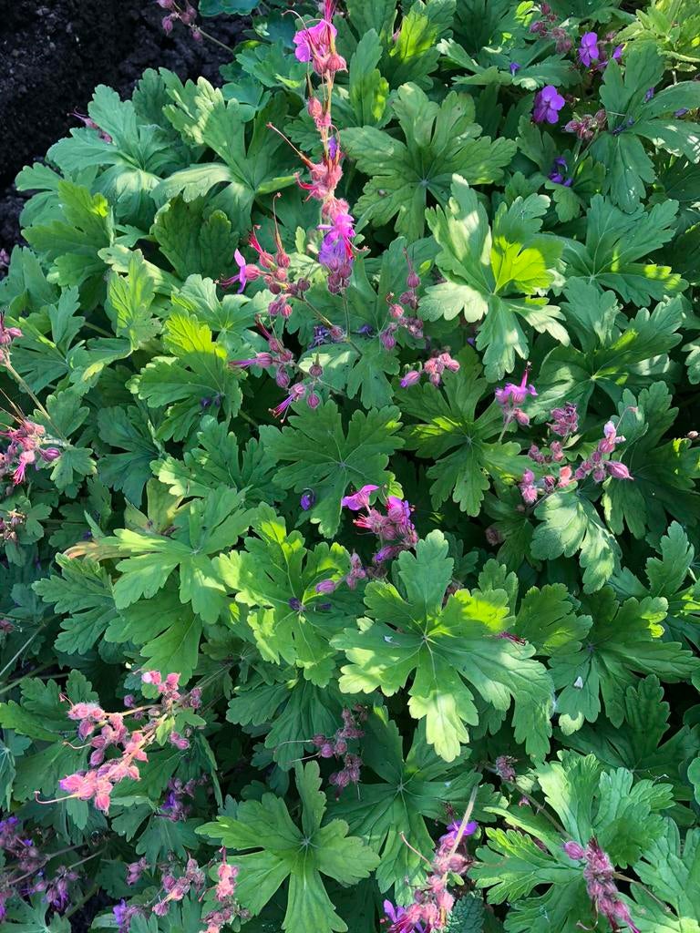 Geranium vaste bodembedekker, Tuin en Terras, Ophalen of Verzenden