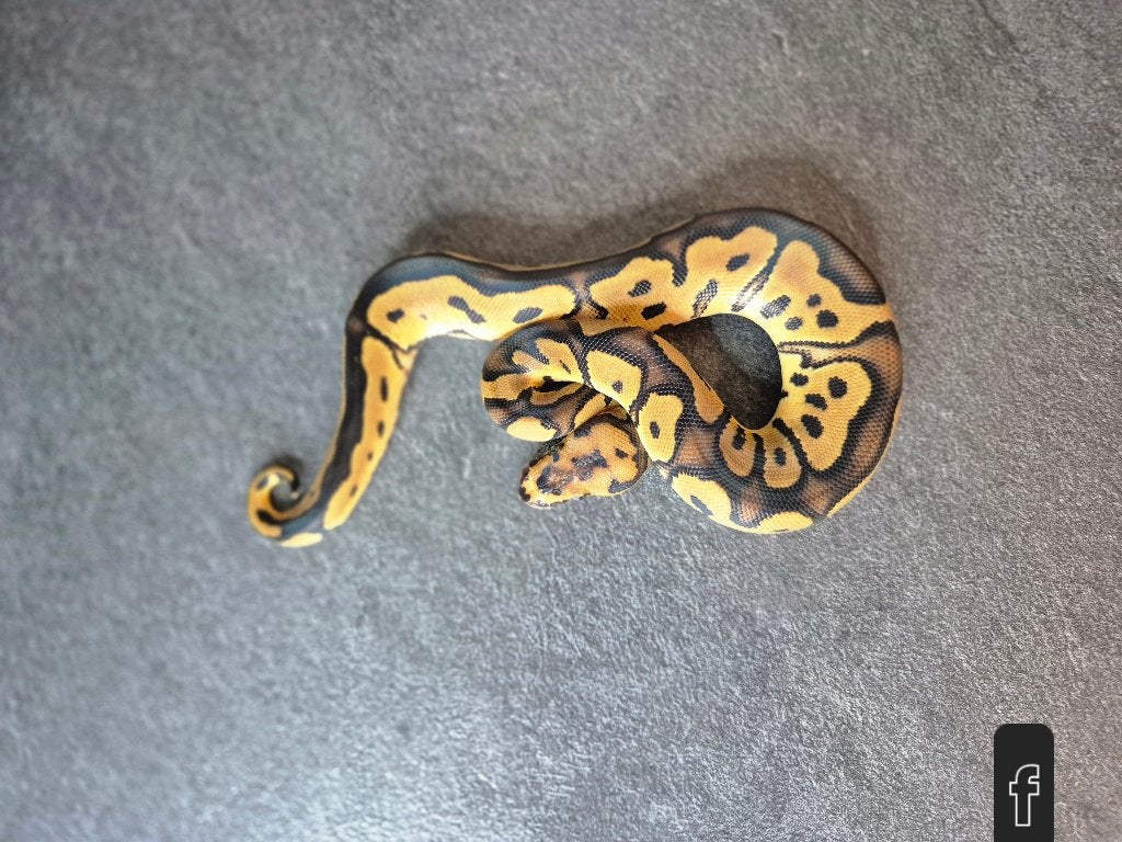 Python regius nc2026 Ball Python photo 9