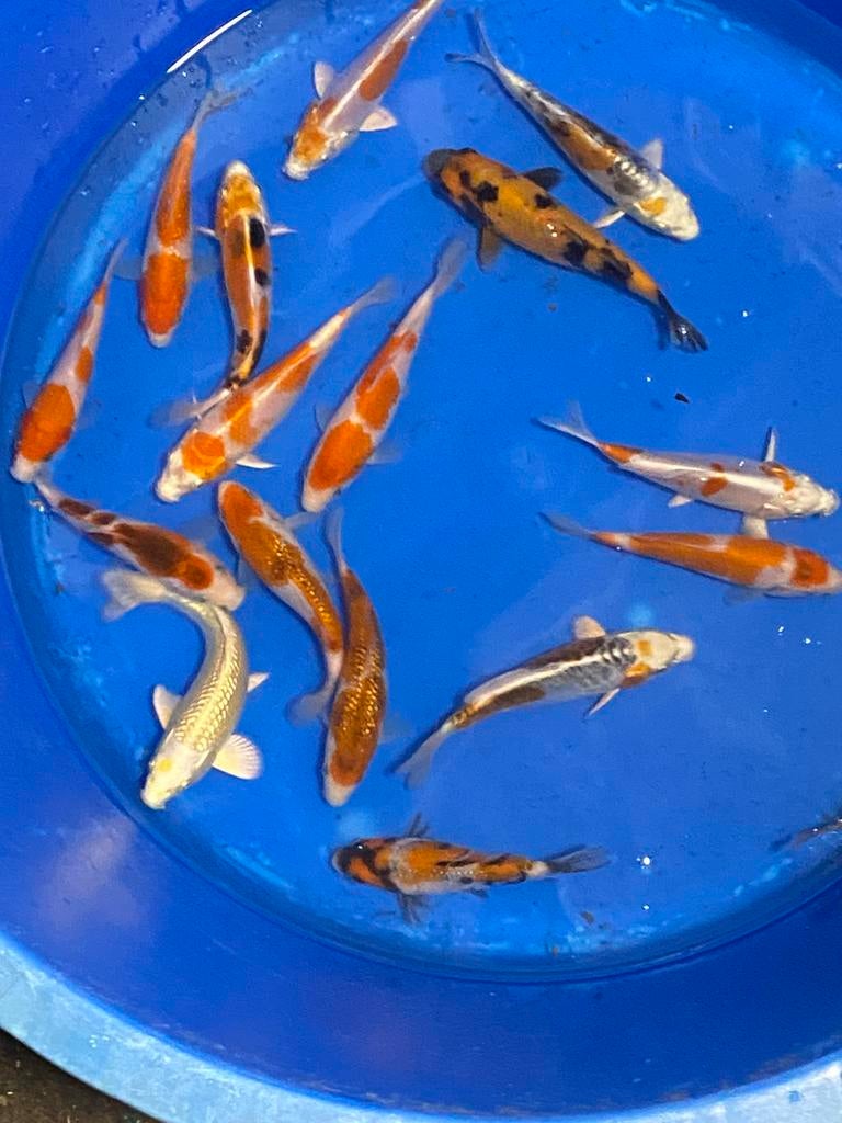 16 pièces de Tosai de Sakazume de 15 à 18 cm. OFFRE !, Carpe ou Koï