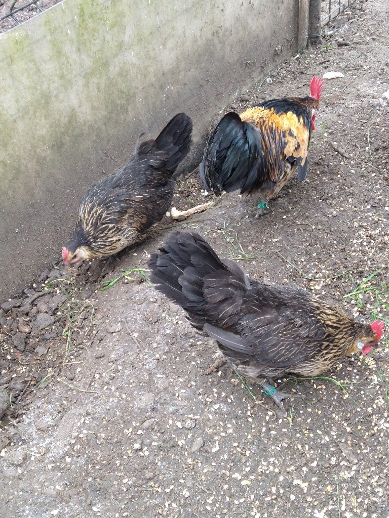 Trio krielkippen - ras Bassette - kwartel, Meerdere dieren, Kip