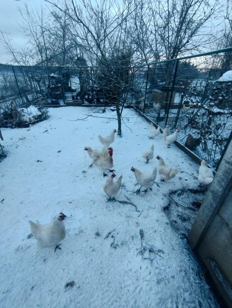 Broedeieren poule de Bresse