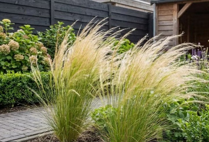 Stipa ponytails of Vedergras, Tuin en Terras, Planten | Tuinplanten, Ophalen, Volle zon, Vaste plant, Siergrassen