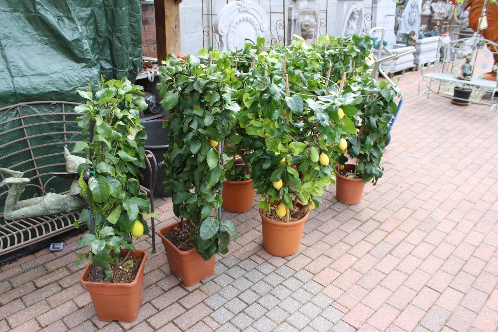 arbre CITRONNIER 4 SAISONS palissé ., Citronnier, En pot, Plein soleil, Enlèvement