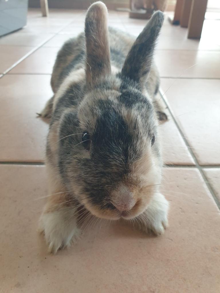 Lapin nain femelle cherche une nouvelle maison, Animaux & Accessoires, Femelle, Nain, 0 à 2 ans