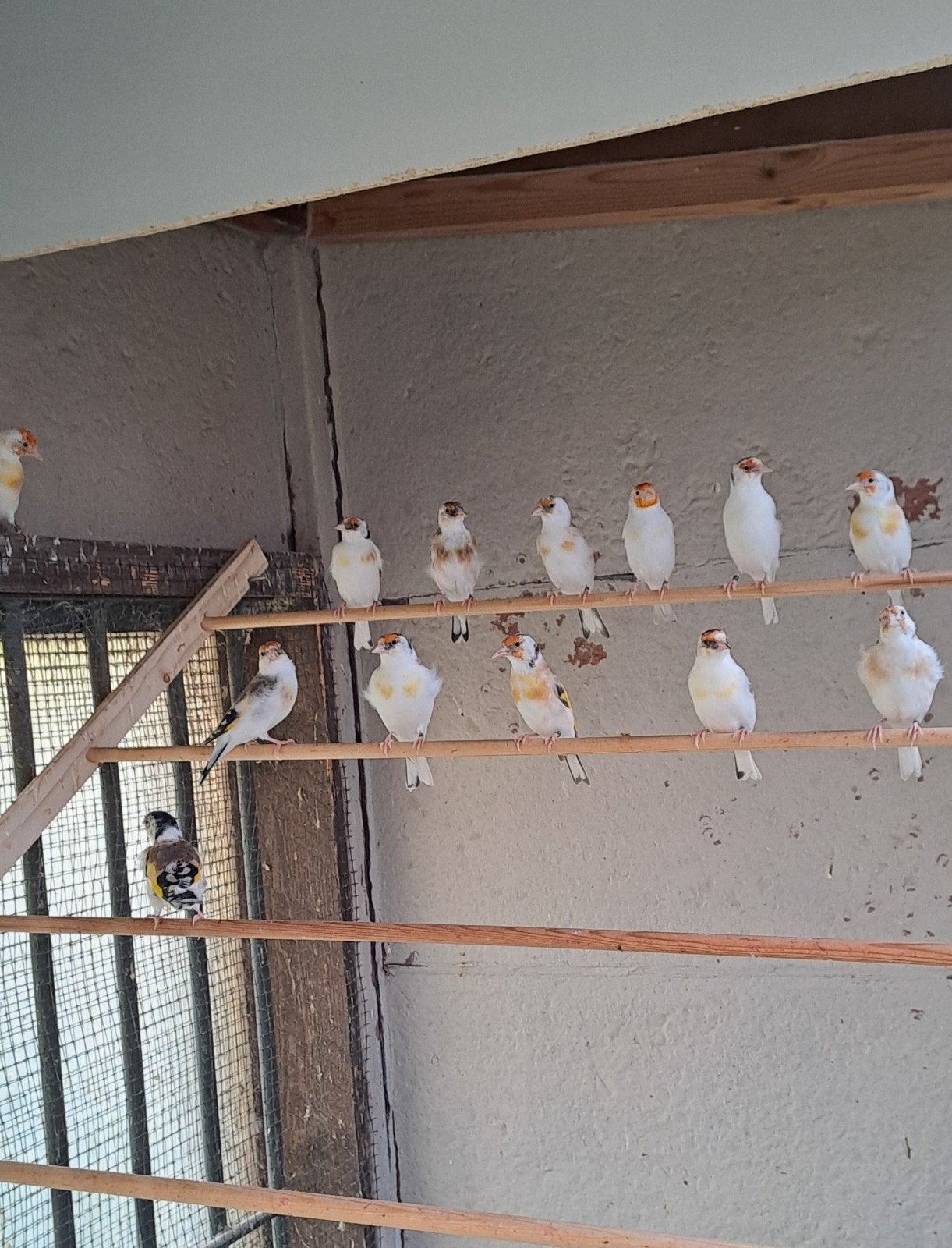 bonte putters., Dieren en Toebehoren, Wildzangvogel