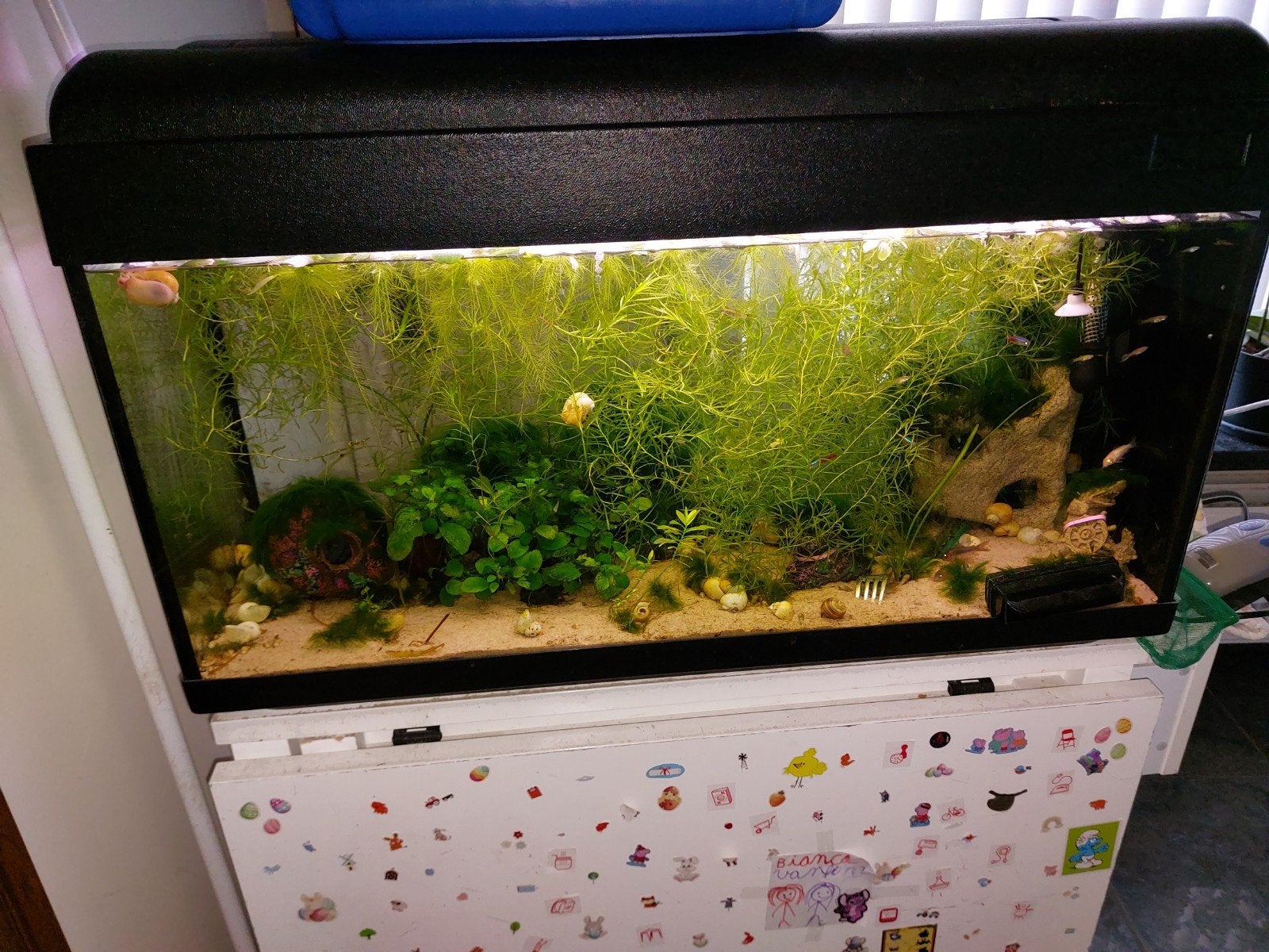 Aquarium met vissen, Ophalen