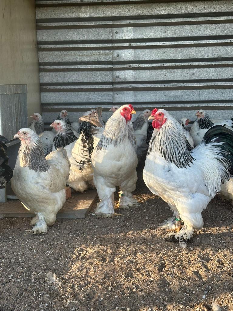 Brahma kriel, Plusieurs animaux, Poule ou poulet