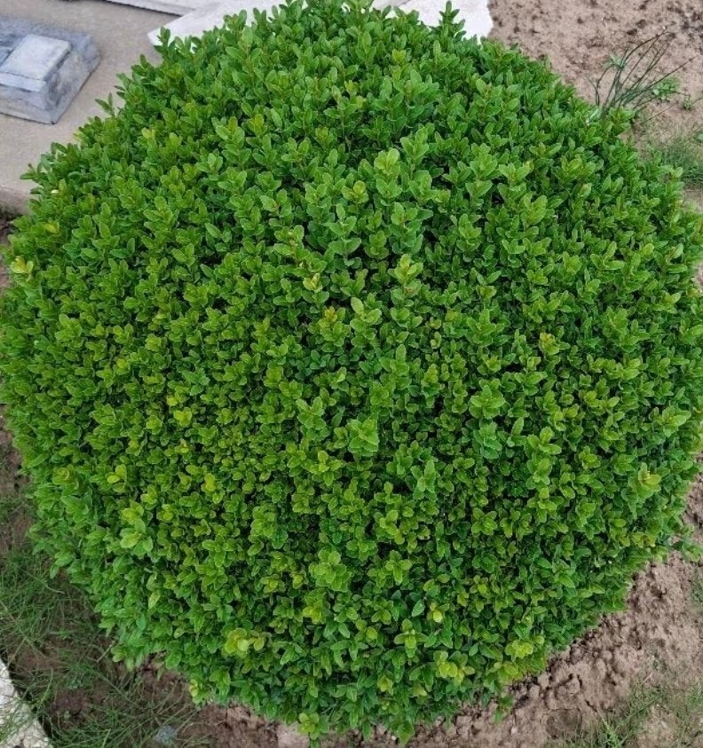 Buis, Jardin & Terrasse, Enlèvement, Buis