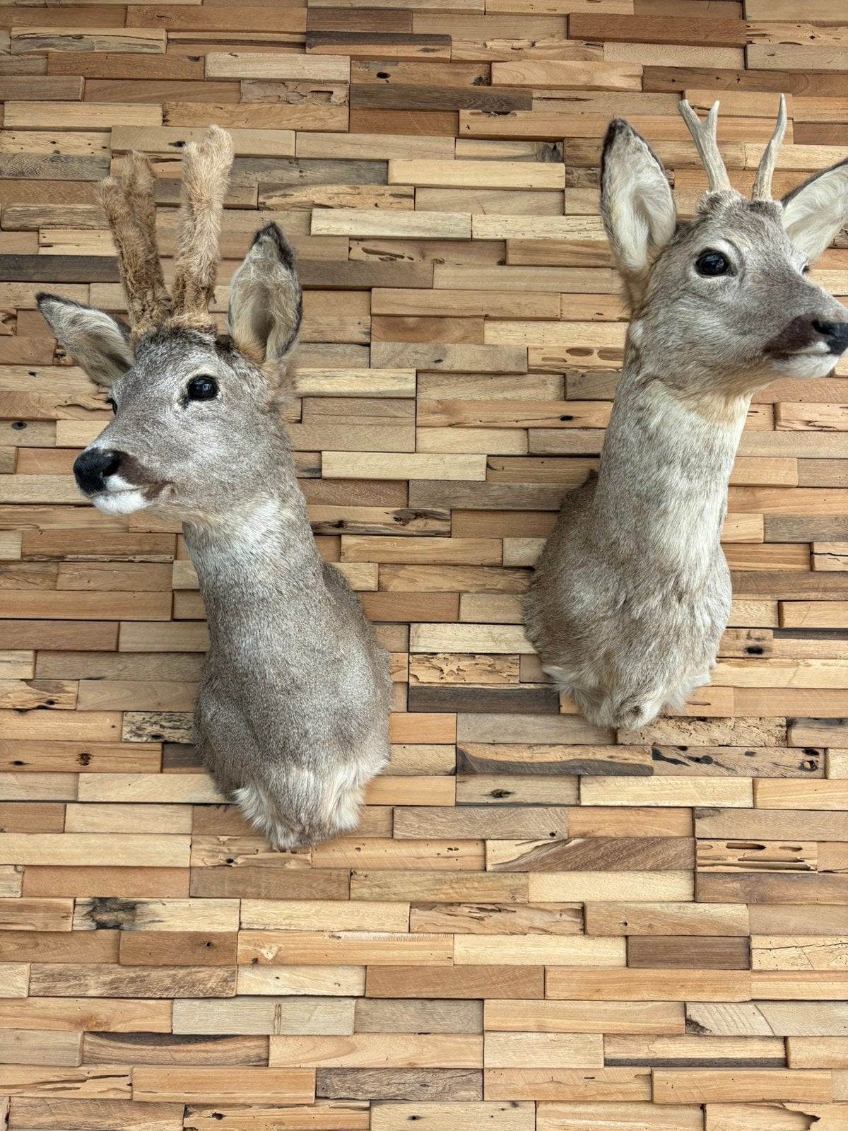 2 herten koppen taxidermie, Verzamelen, Ophalen, Zo goed als nieuw