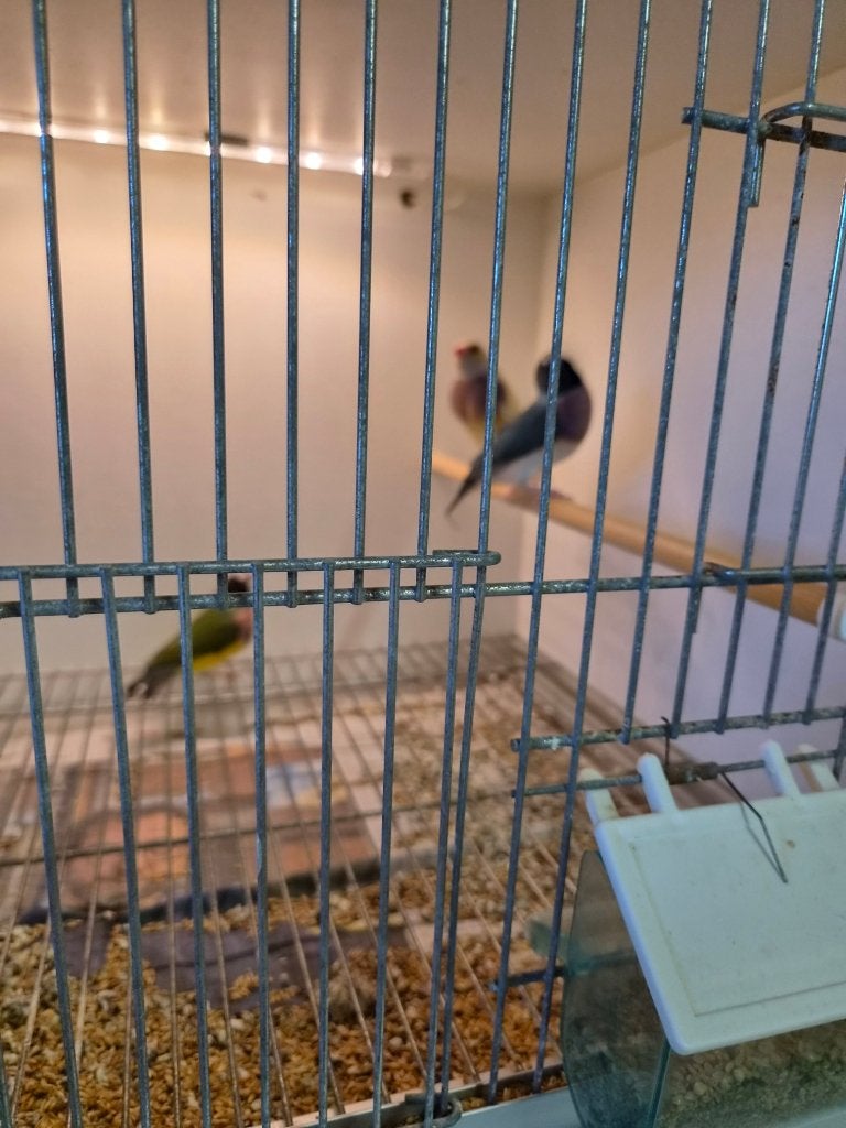 goudamandines, Plusieurs animaux, Oiseau tropical
