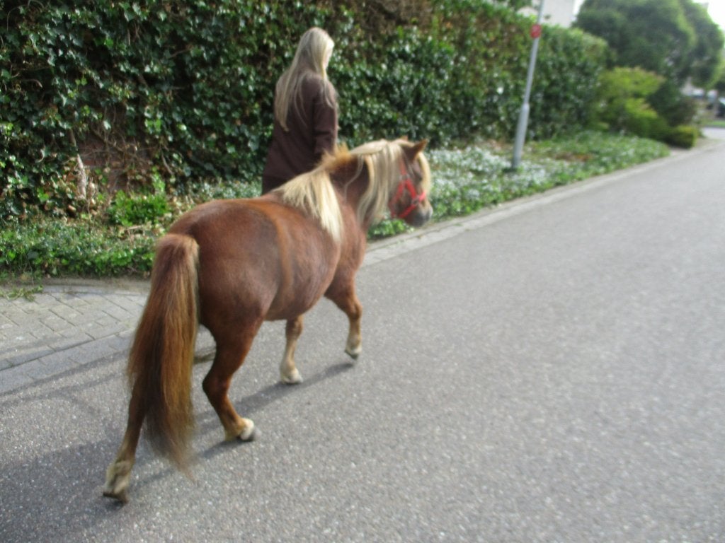Super lieve shetland merrie met stamboekpapapier n.s.p.s, Jument, Avec puce électronique