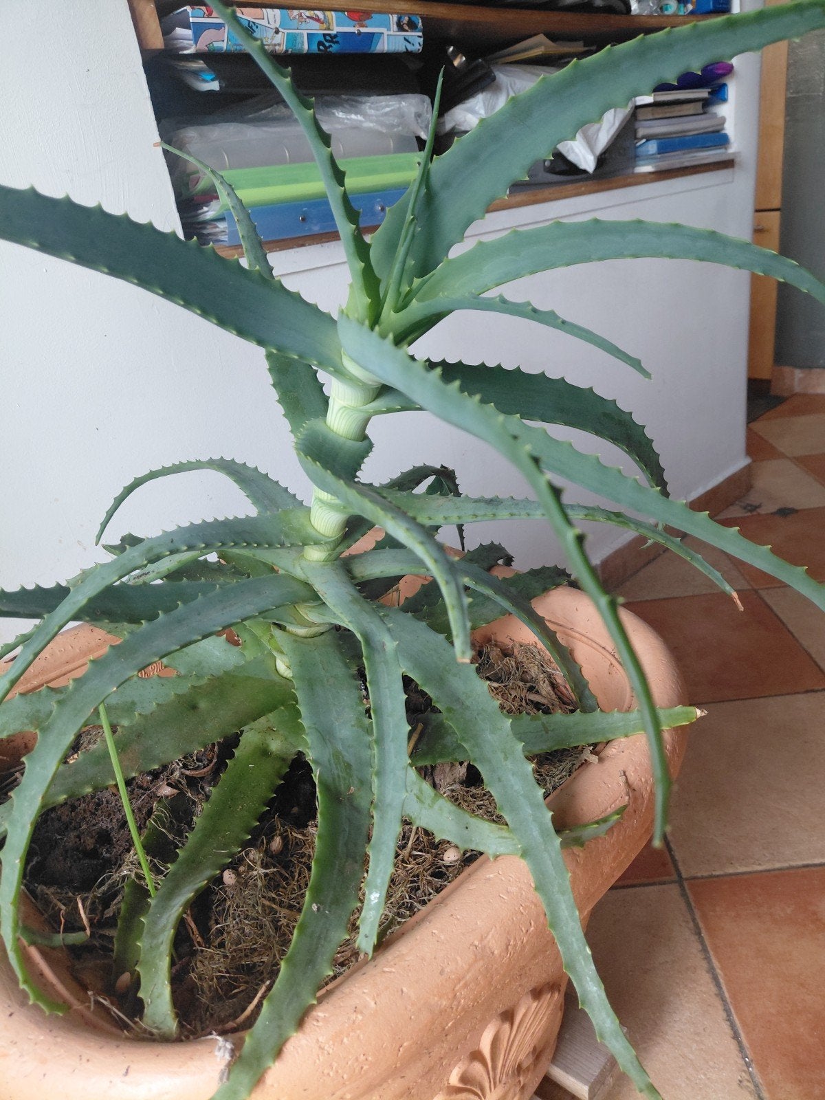 Plante  l aloe vera faite une offre