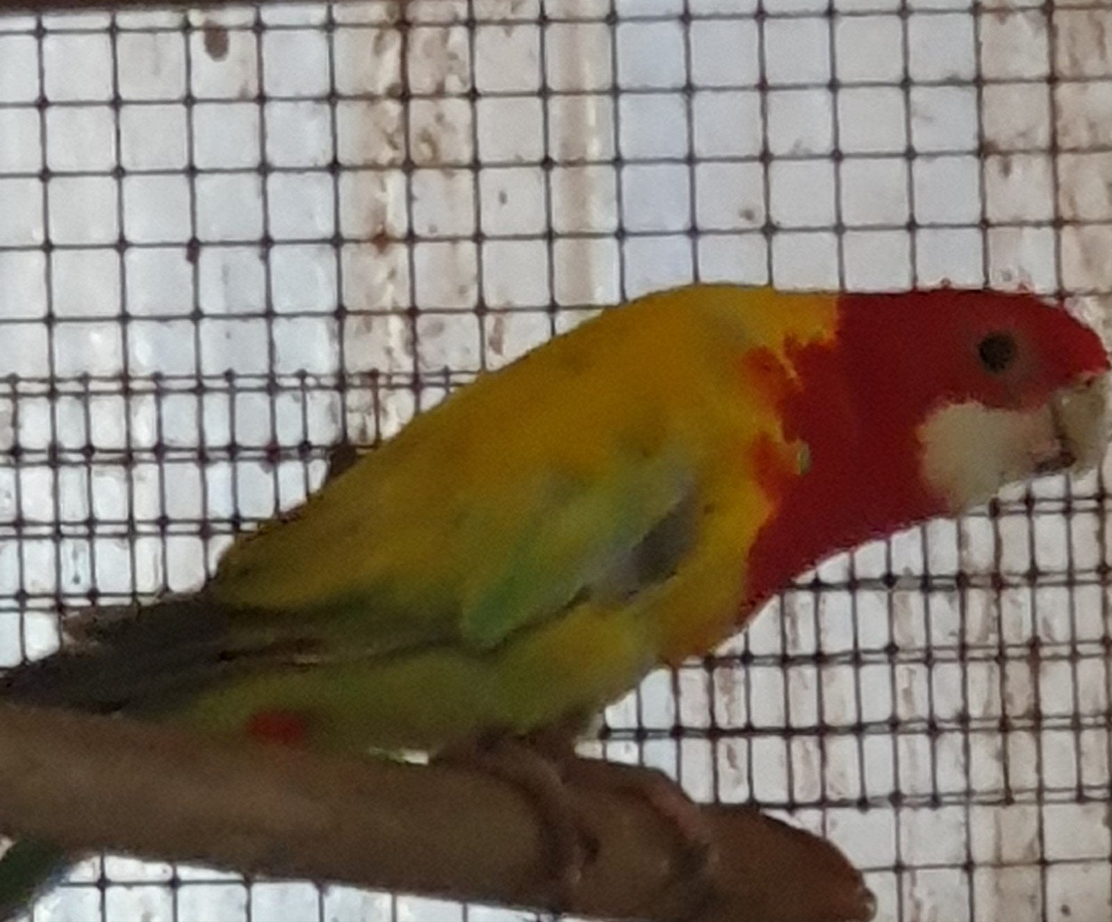 Golden rosella, Mannelijk, Parkiet, Geringd