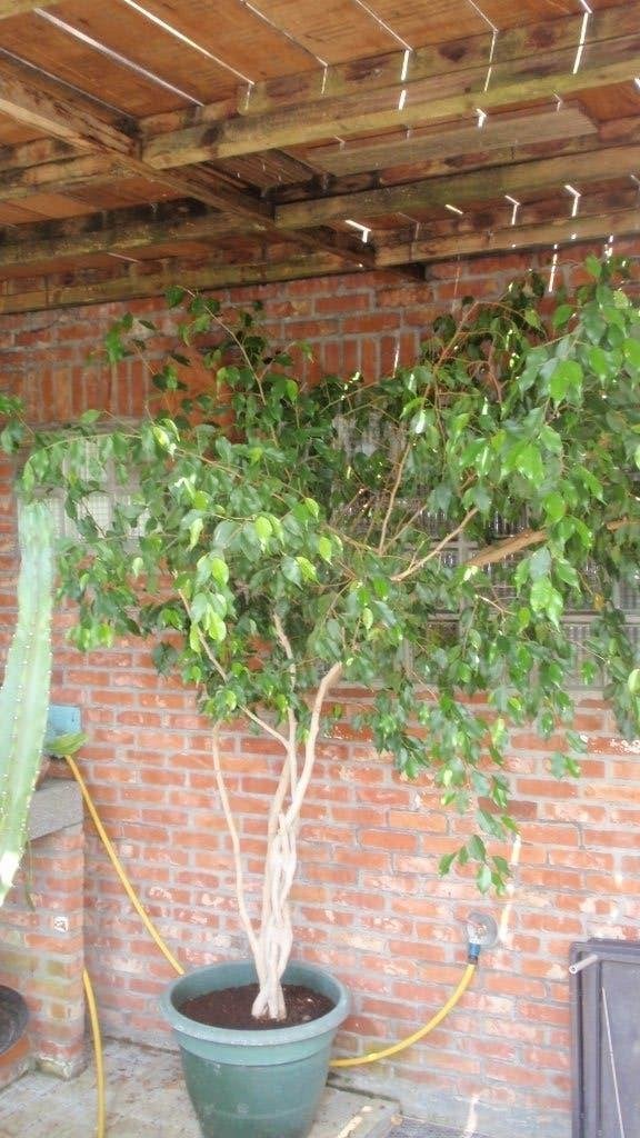 Grote kamerplant ficus Benjamina in pot, Maison & Meubles, Plantes d'intérieur, Ficus, En pot, Enlèvement, 200 cm ou plus