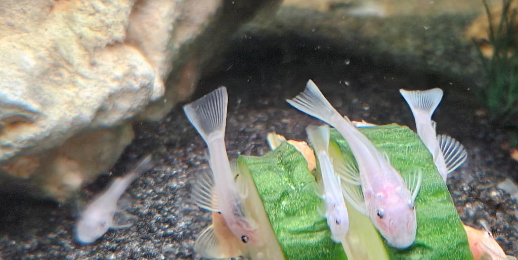 Ancistrussen Blanche-Neige L144 Shortfin, Animaux & Accessoires, Poisson, Poisson d'eau douce