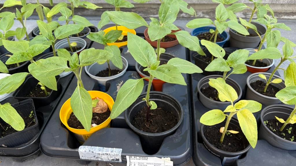 Zonbebloem plantjes, Ophalen