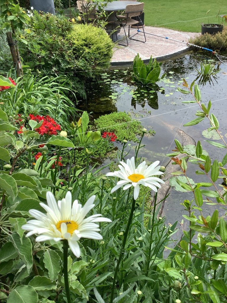 Tuinkruiden, Volle zon, Vaste plant, Zomer, Ophalen