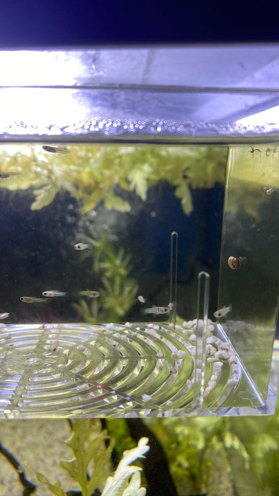 Baby guppy’s, Vis, Zoetwatervis