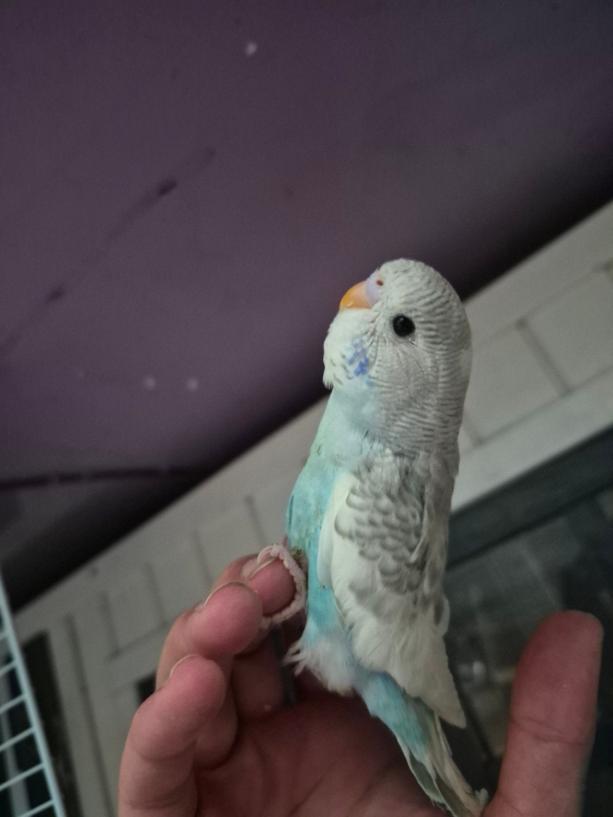 Jeunes perruche ondulées a vendre, Animaux & Accessoires, Perruche