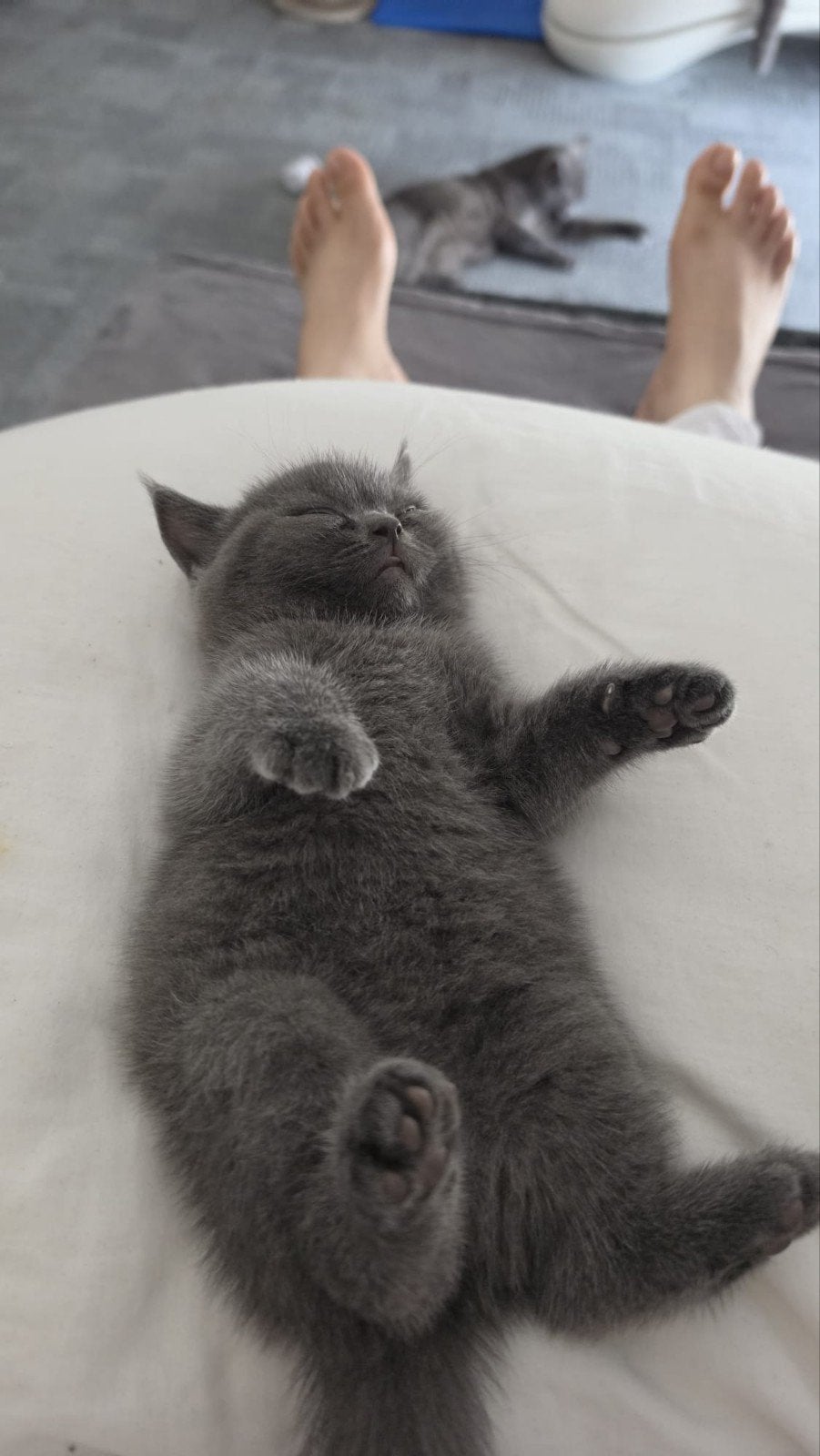 niet te koop - britse korthaar kittens 550, 0 tot 2 jaar