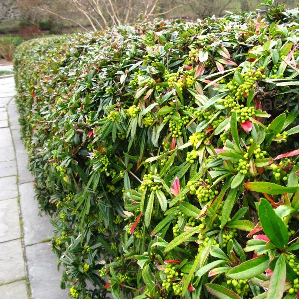 Gezocht: dikke takken van Berberis, Tuin en Terras, Planten | Tuinplanten, Ophalen