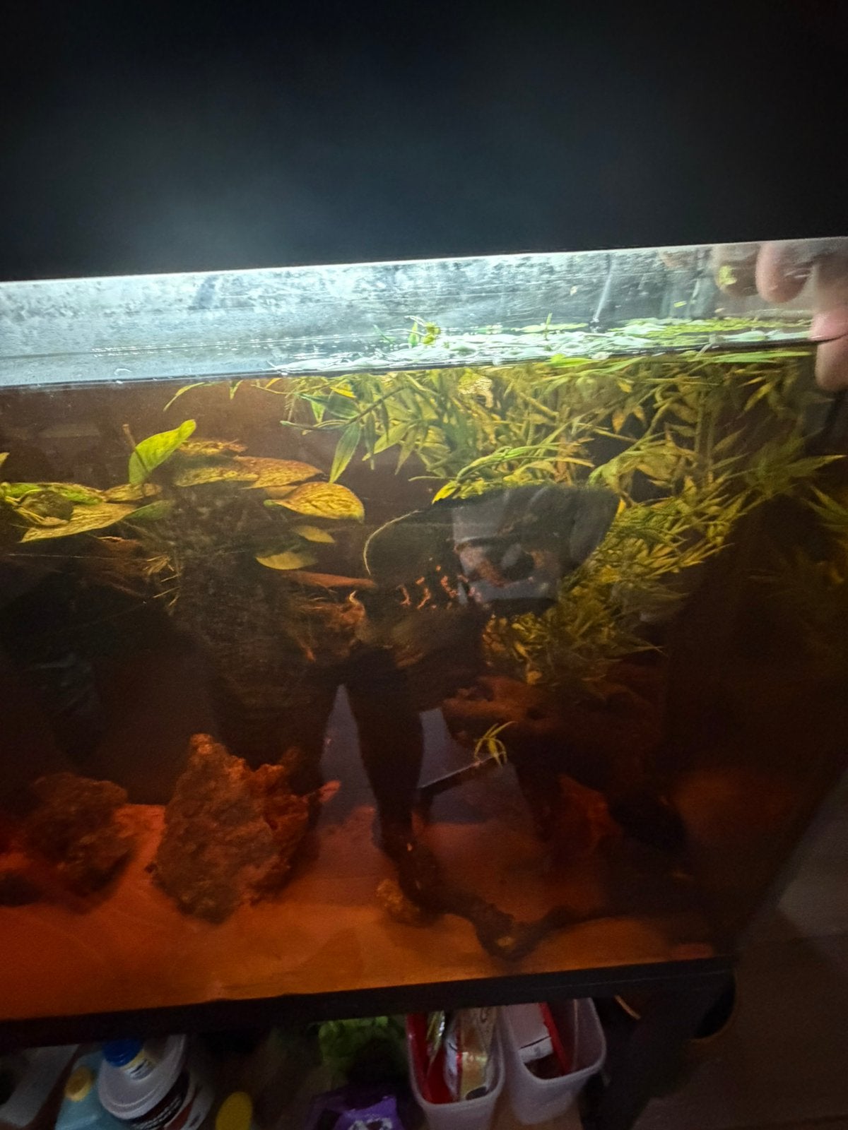 Oscar vis van 16 cm te koop, Dieren en Toebehoren, Vissen | Aquaria en Toebehoren, Ophalen, Zo goed als nieuw