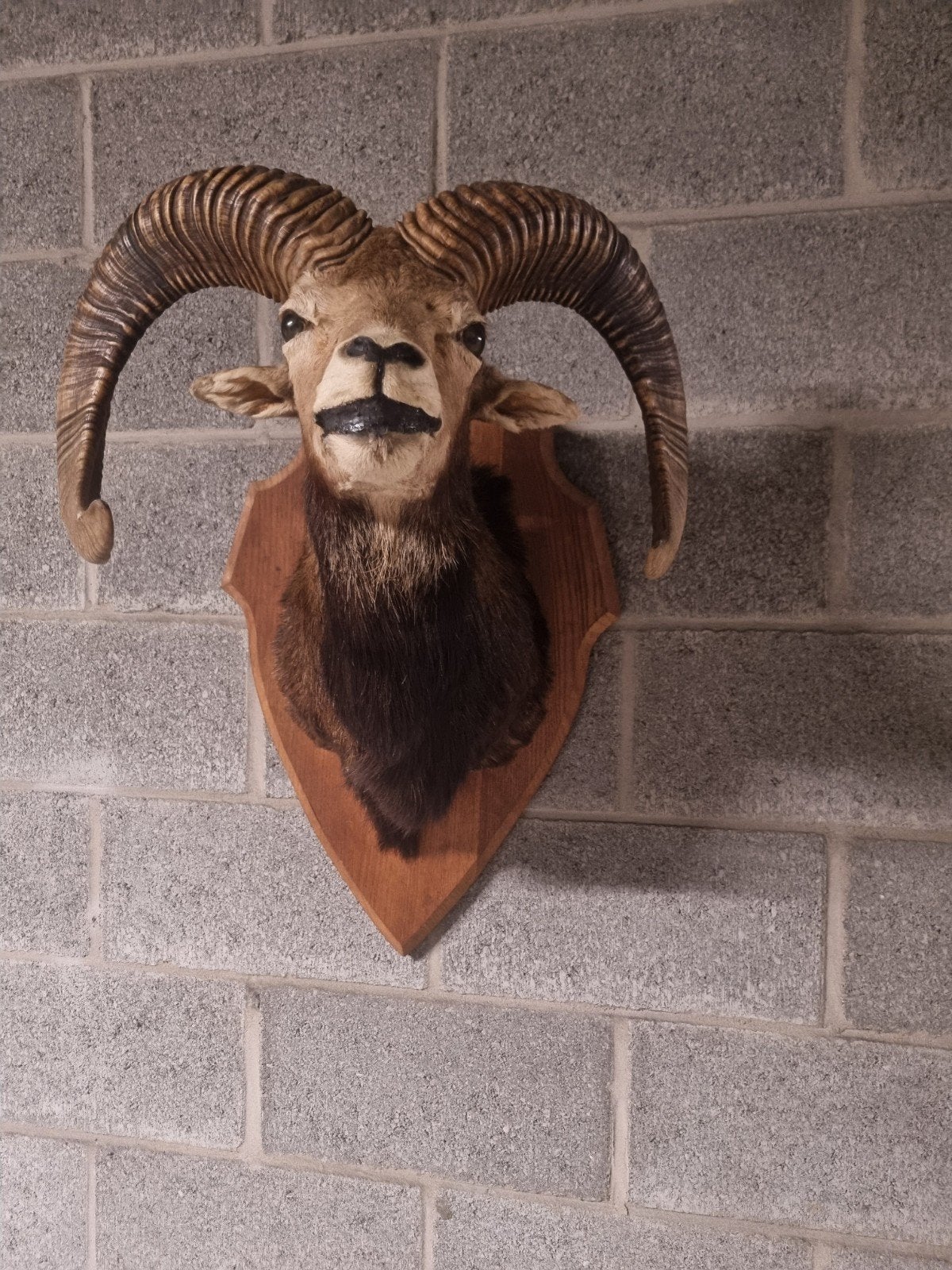 Opgezette mouflon, Ophalen