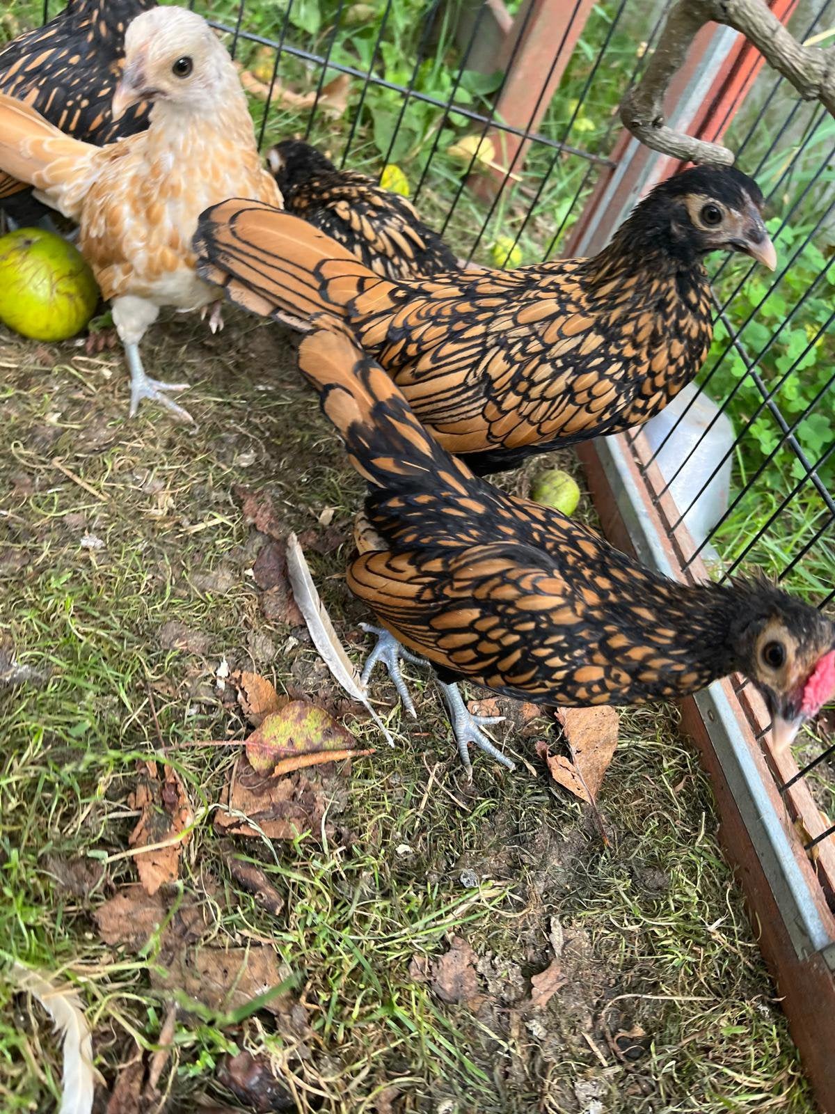 Jonge Sebrighthennen en haantjes, Dieren en Toebehoren, Pluimvee, Meerdere dieren, Kip