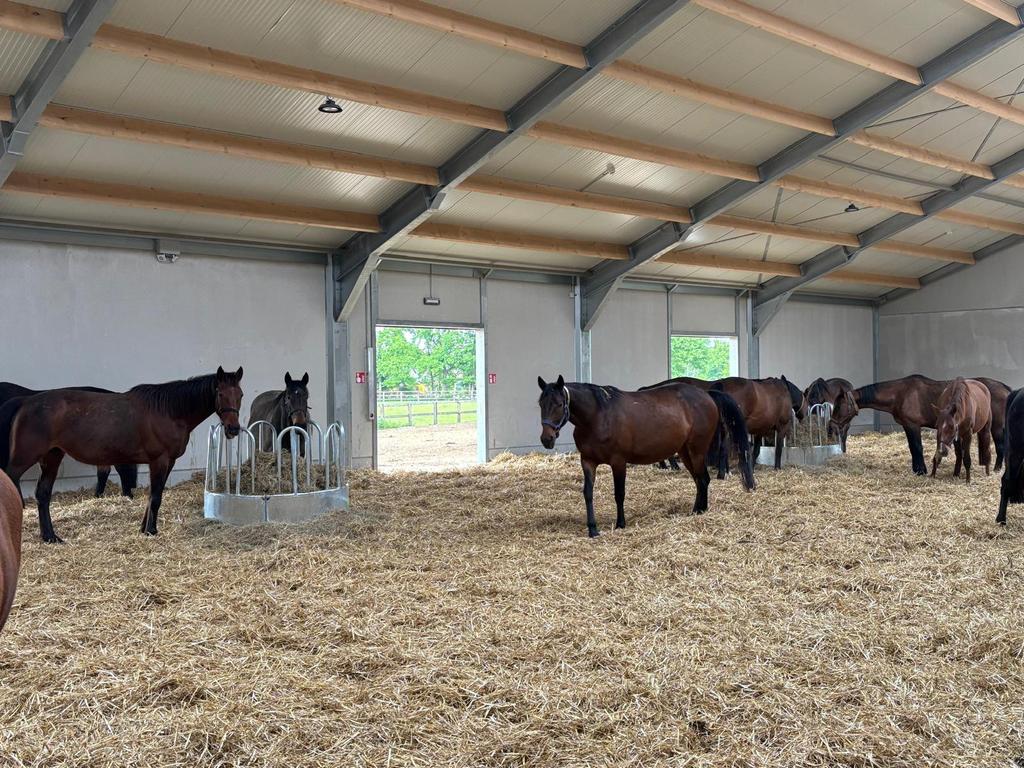 Hooiruif rond 8 voederplaatsen
