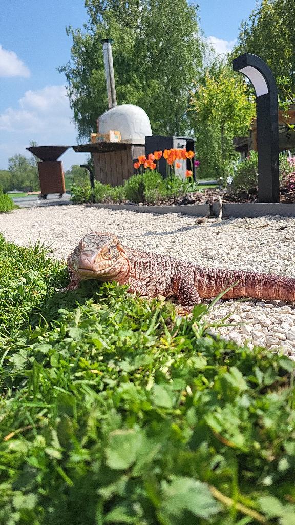 Rode Teju, Dieren en Toebehoren, Hagedis, Met terrarium, 3 tot 6 jaar