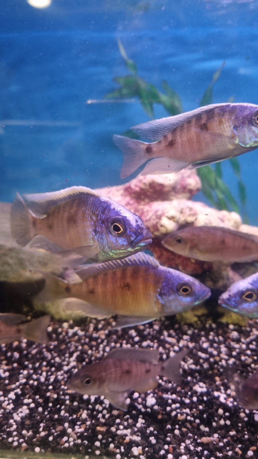 capodogromis borrelli Namalenje koppels, Dieren en Toebehoren, Vis, Zoetwatervis, Schoolvis
