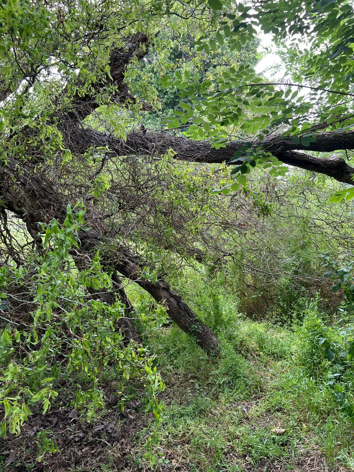 Gratis hout ( omgevallen boom ) - ter plaatse zelf verzagen, Enlèvement
