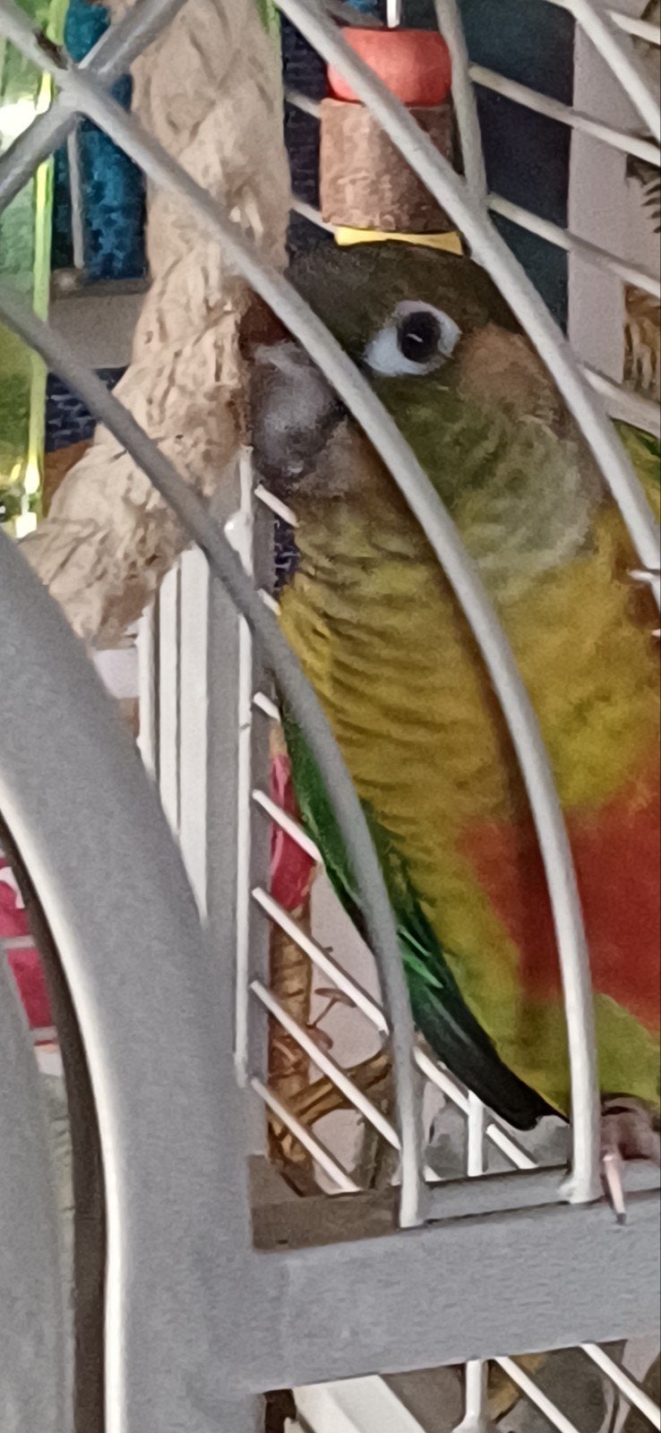 Conure a donner
