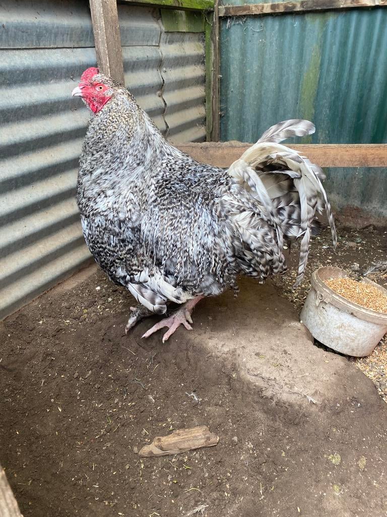 Mechelse kalkoenkop, Dieren en Toebehoren, Mannelijk, Kip