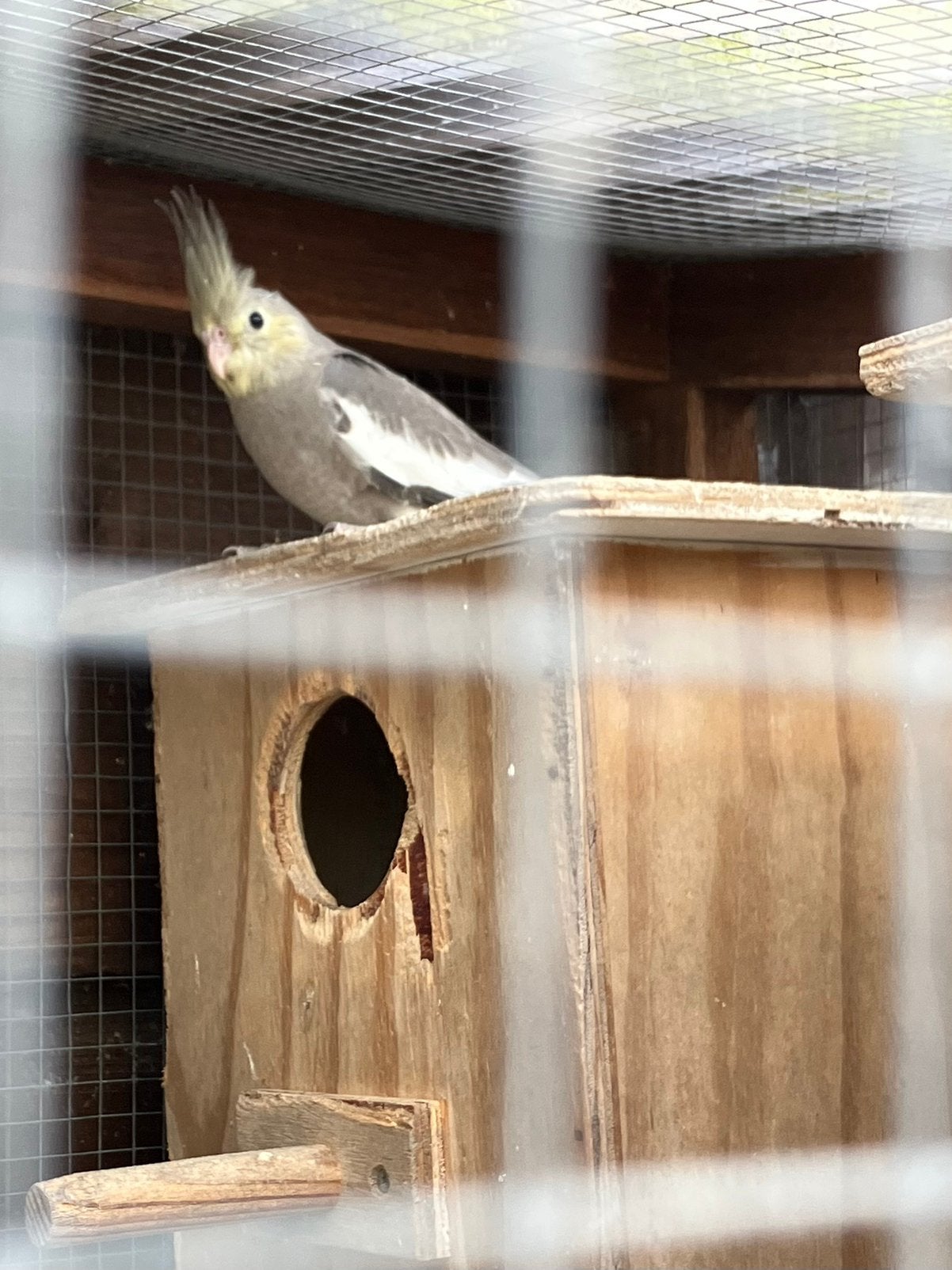 Jonge valkparkieten met mooie grote kuif., Dieren en Toebehoren, Vogels | Parkieten en Papegaaien, Geslacht onbekend