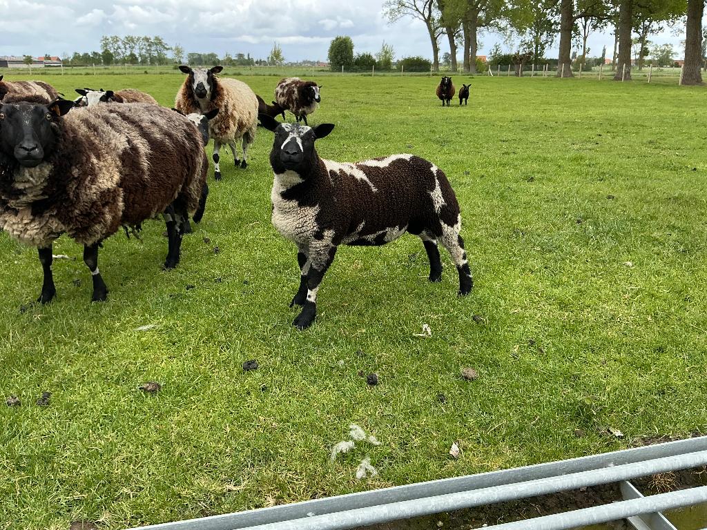 agneaux, Mâle, Mouton