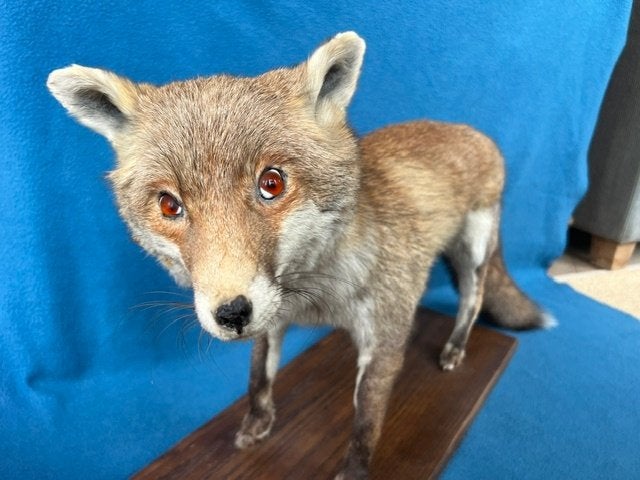 Taxidermie  opgezette vos, Ophalen, Wild dier, Opgezet dier