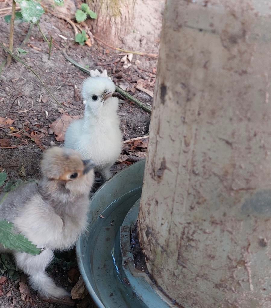 Broedeieren zijdehoen, Dieren en Toebehoren