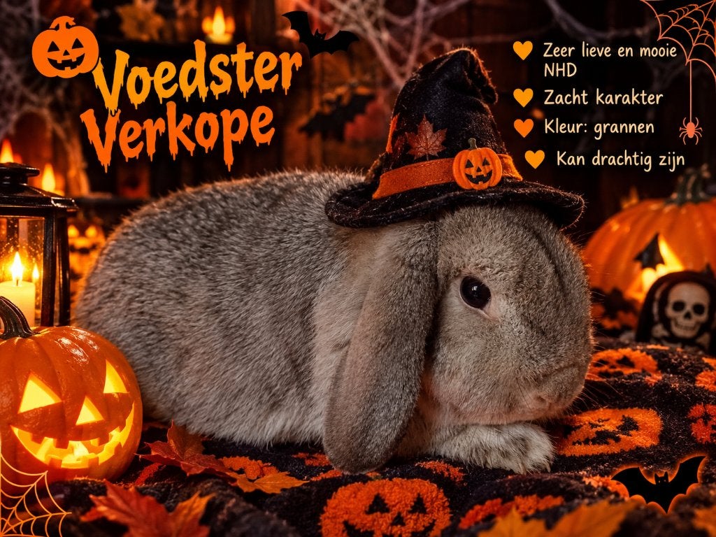 Grannen. Voedster, Dieren en Toebehoren, Vrouwelijk, Dwerg, Hangoor, 0 tot 2 jaar