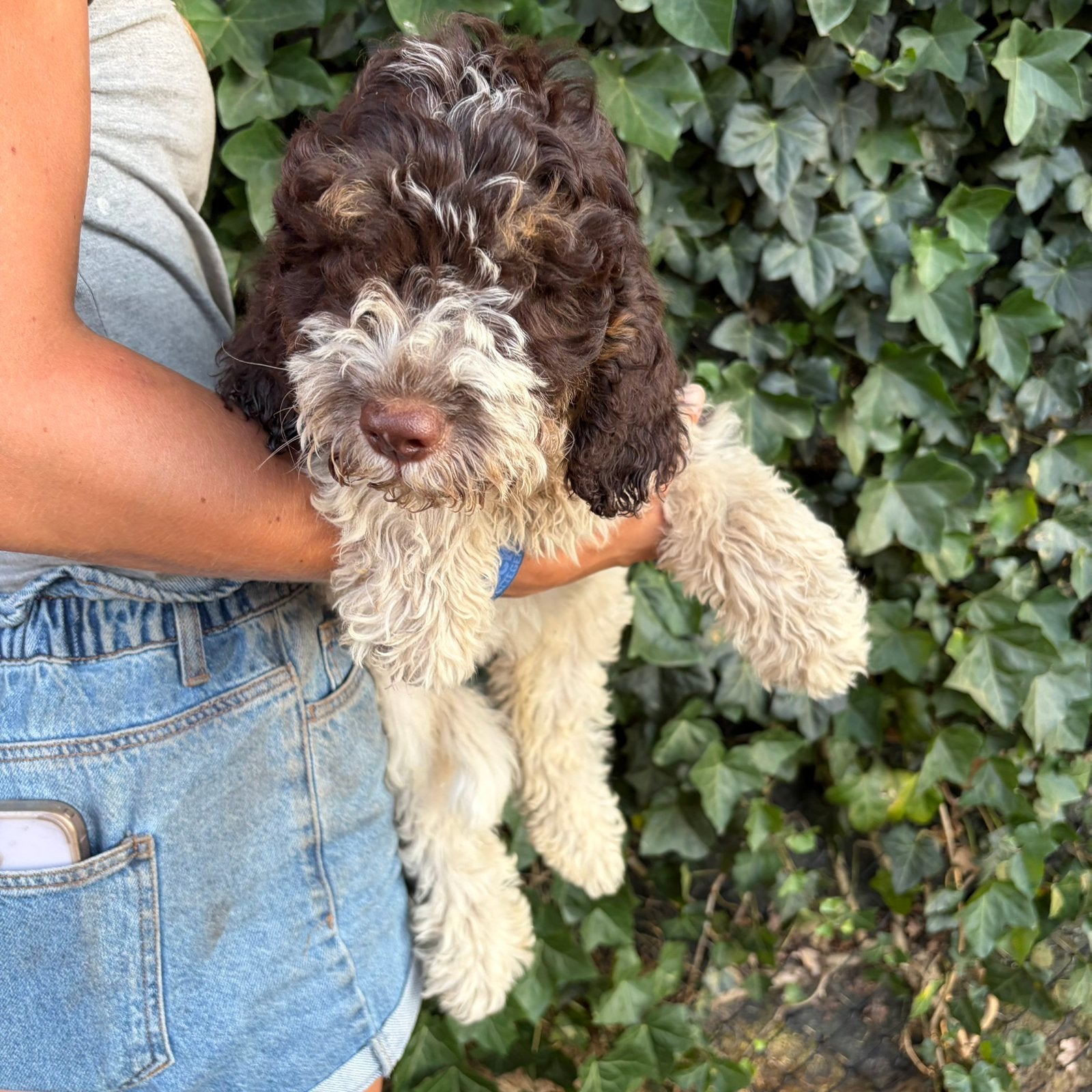 Italiaanse waterhond - Lagotto Romagnolo, België, Overige rassen, 8 tot 15 weken, Meerdere