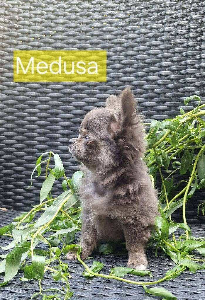 Chihuahua pup, Animaux & Accessoires, Chiens | Chihuahuas & Chiens de compagnie, Chienne, Chihuahua, Éleveur | Loisir, Un chien