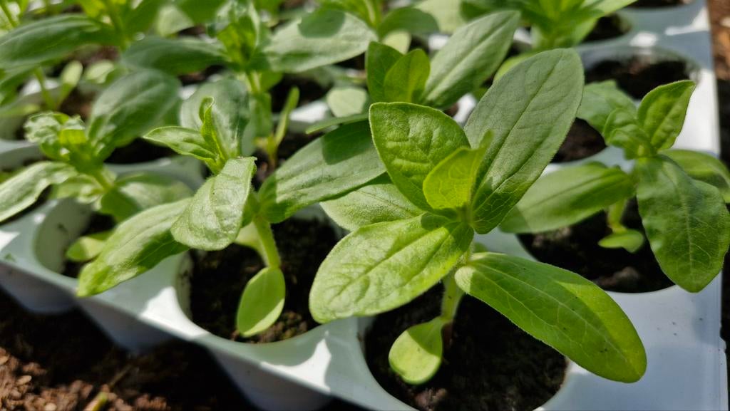 50 zinnia's in tray - verschillende kleuren, Tuin en Terras, Ophalen